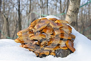 Wil d enokitake or golden needle mushroom (Flammulina velutipes)