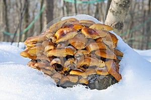 Wil d enokitake or golden needle mushroom (Flammulina velutipes)