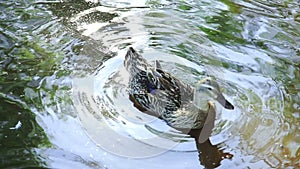 Wil Duck Closeup in a lake