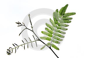 wild acacia leaves isolated on white