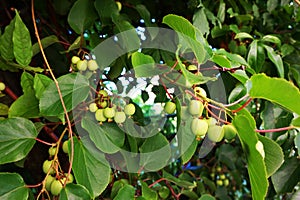 wild actinidia plant