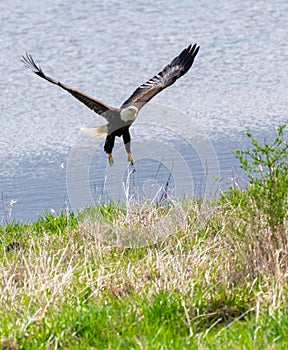 Adult bald eagle starting in flight from grass shore of lake