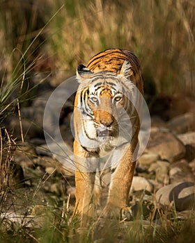 wild adult bengal female tiger or panthera tigris closeup head on with eye contact on territory marking in morning safari dhikala