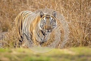 Wild adult bengal male tiger or panthera tigris tigris head on with eye contact on territory marking in evening safari at