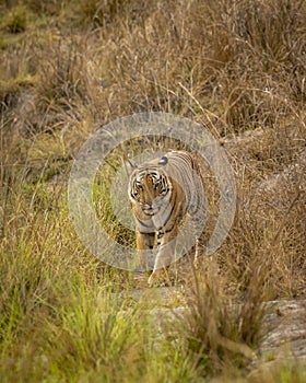 Wild adult bengal male tiger or panthera tigris tigris head on with eye contact on territory marking in evening safari at