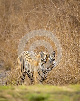 wild adult bengal male tiger or panthera tigris tigris head on with eye contact on territory marking in evening safari bandhavgarh