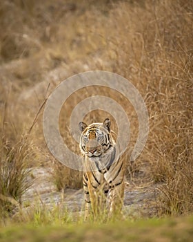 wild adult bengal male tiger or panthera tigris tigris head on with eye contact on territory marking in evening safari bandhavgarh