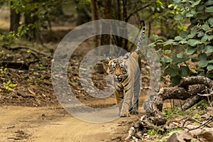 Wild adult bengal male tiger or panthera tigris tigris head on with tail up in natural green background in morning safari at