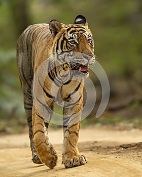 Wild adult bengal male tiger or panthera tigris tigris head on walking portrait in natural green background at ranthambore