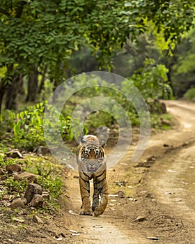 Wild adult bengal male tiger or panthera tigris tigris walking on forest track in natural scenic green background at ranthambore
