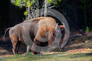 Wild adult Bison in the autumn forest. Wildlife scene from spring nature