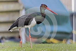 A wild adult black stork foraging in a garden in the Netherlands.