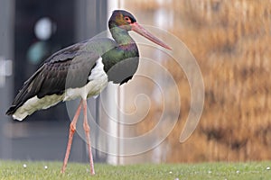 A wild adult black stork foraging in a garden in the Netherlands.