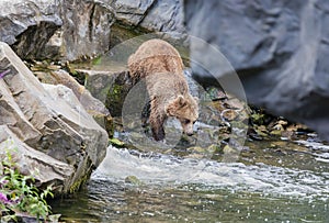 Wild adult brown bear jumps in a wild stream