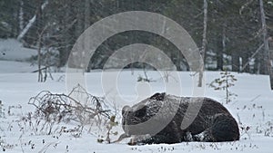Wild adult Brown bear lies in the snow in the winter forest. Evening twilight before dark. Scientific name: Ursus arctos. Natural