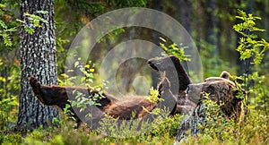 Wild Adult Brown Bear lying on his back with his paws raised in the green grass in the summer forest. Green pine forest natural