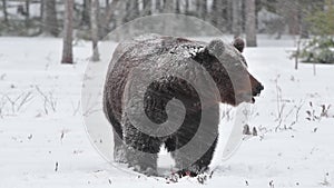 Wild adult Brown bear in the snow.  Adult Big Brown Bear. Blizzard in winter forest. Scientific name: Ursus arctos. Natural