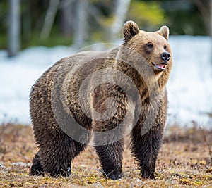 Wild Adult Brown Bear Ursus arctos on a bog in spring forest