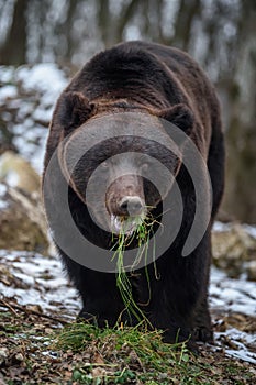 Wild adult Brown Bear Ursus Arctos eat grass in the winter forest