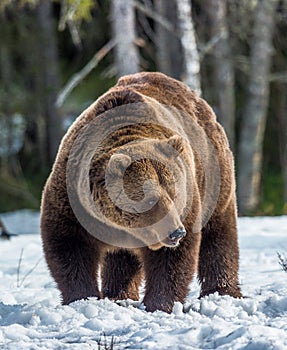 Wild Adult Brown Bear Ursus arctos on the snow in a bog. In spring forest. natural habitat.