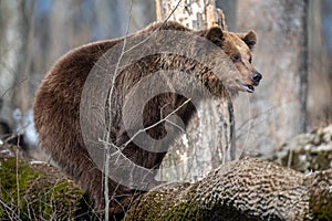 Wild adult Brown Bear (Ursus Arctos) in the spring forest