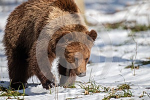 Wild adult Brown Bear (Ursus Arctos) in the spring forest