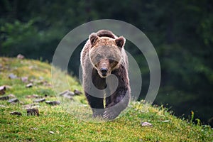 Wild adult Brown Bear  Ursus Arctos in the summer forest