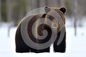 Wild Adult Brown bear in winter forest.