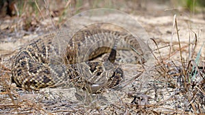 Wild adult eastern diamond back rattlesnake - crotalus adamanteus - with very large meal in its stomach photo