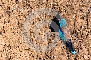 Wild adult European roller or Coracias garrulus