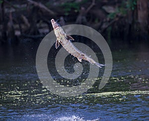 Wild Adult Gulf sturgeon - Acipenser oxyrinchus desotoi - jumping out of water