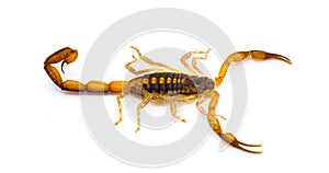 Wild adult Hentz Striped bark Scorpion - Centruroides hentzi isolated on white background. Native of Florida. Stinger and