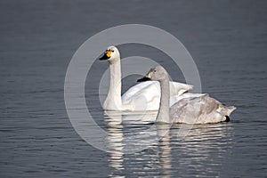 Bewick`s Swans - Cygnus columbianus bewickii resting on a Gloucestershire wetland.