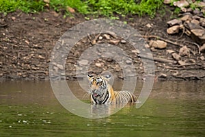 Wild adult male bengal tiger in natural water source in monsoon green rainy environment at ranthambore national park forest sawai