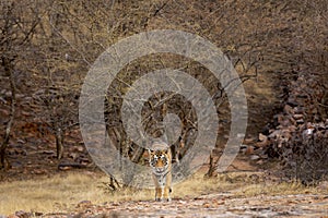 Wild adult male bengal tiger or panthera tigris solitary animal head on strolling for territory marking during outdoor wildlife