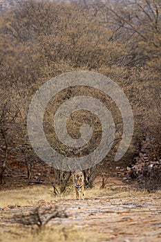 Wild adult male bengal tiger or panthera tigris solitary animal head on strolling for territory marking during outdoor wildlife