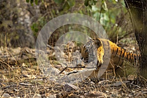 Wild adult male bengal tiger or panthera tigris solitary animal side profile sitting during wildlife safari at ranthambore