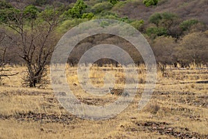 Wild adult male bengal tiger or panthera tigris solitary animal strolling in natural scenic landscape during wildlife safari at