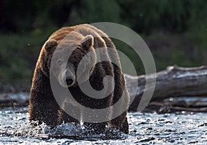 Wild adult male of  brown bear fishing for salmon. Front view. Sunset backlight. Brown bear chasing sockeye salmon at a river.