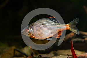 Wild adult male of European bitterling in bright spawning coloration swim fast in a freshwater aquarium