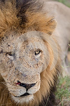 Wild Adult Male Lion Close Up