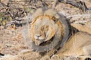 Wild Adult Male Lion with a Loose Canine in South Africa