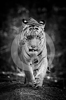 Wild adult male tiger head on at eye level in black and white at kanha national park or tiger reserve madhya pradesh india