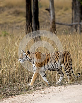 Wild adult royal bengal female tiger or panthera tigris tigris side profile on prowl in search of prey in natural environment at