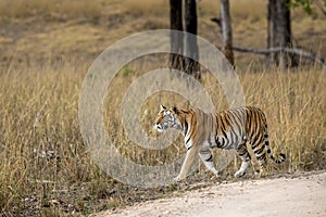 Wild adult royal bengal female tiger or panthera tigris tigris side profile on prowl in search of prey in natural environment at