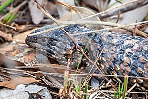 Wild Adult Shingleback Lizard, Woodlands Park, Victoria, Australia, November 2018