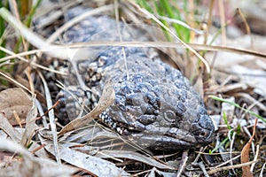 Wild Adult Shingleback Lizard, Woodlands, Victoria, Australia, November 2018