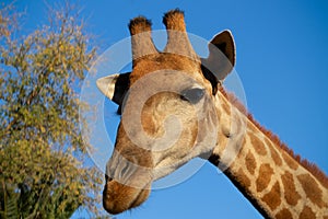 Wild african animal. Close up of large common  Namibian giraffe on the summer blue sky