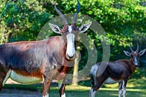 Wild african animals. Bontebok is one of the rarest antelope in the world,   on the beautiful grassland Etosha National park photo