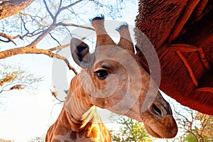 Wild african animals. Closeup namibian giraffe. The tallest living terrestrial animal
